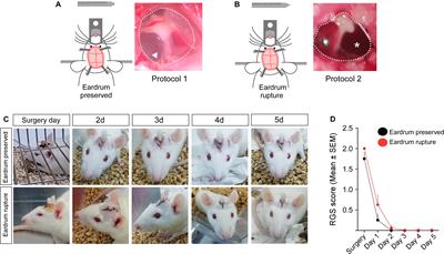 Tympanic Membrane Rupture During Stereotaxic Surgery Disturbs the Normal Feeding Behavior in Rats